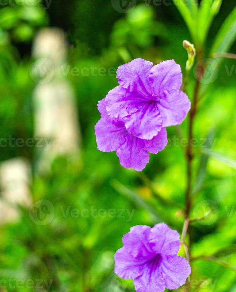 Purple Ruellia tuberosa flower beautiful blooming flower green leaf background. Spring growing purple flowers and nature comes alive photo