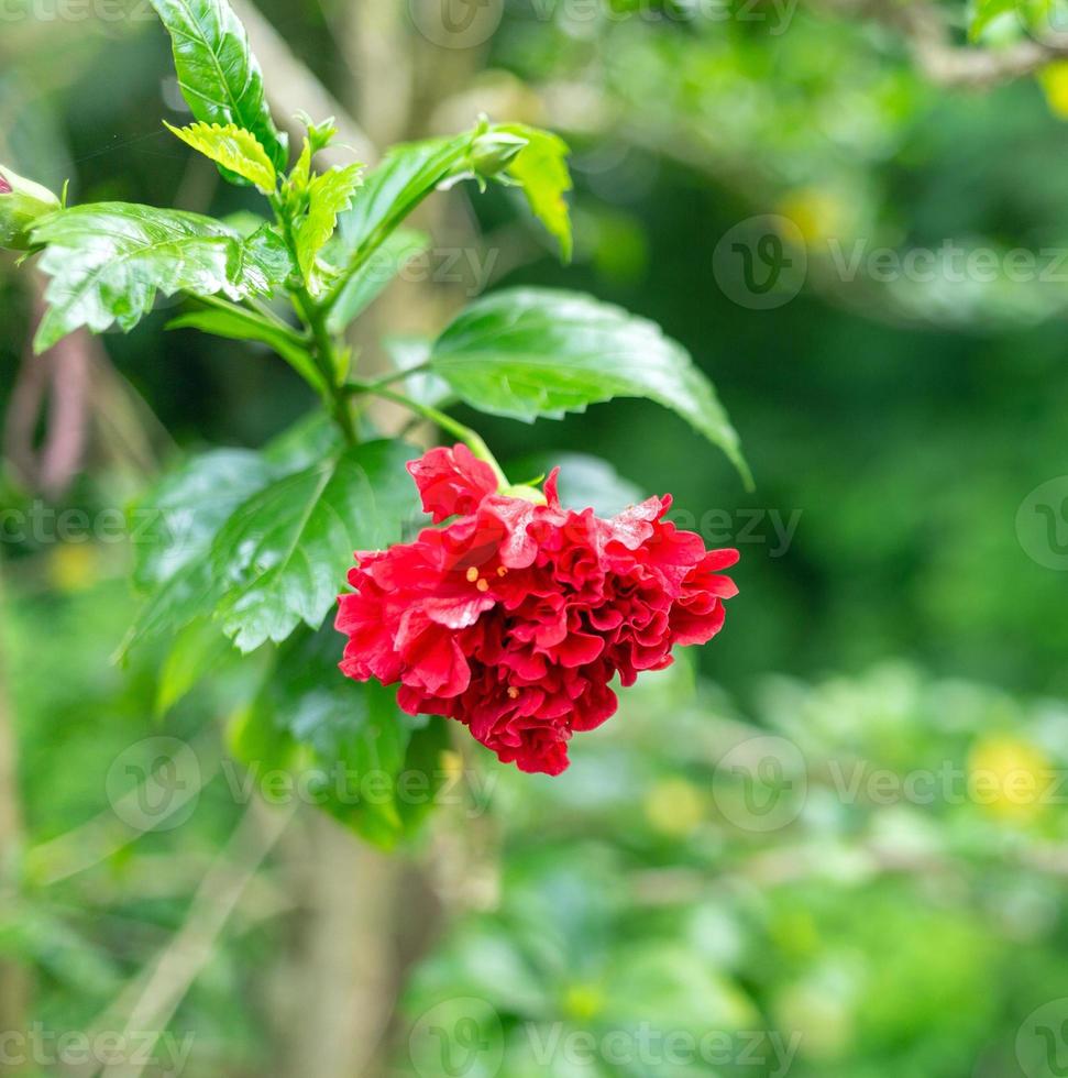 híbrido de hibisco rojo, una flor de zapato es un hermoso fondo de hoja verde flor floreciente. la primavera crece flores rosas chinas rojas y la naturaleza cobra vida foto