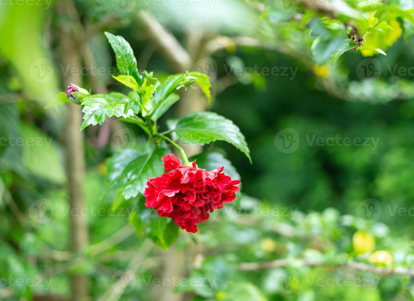 híbrido de hibisco rojo, una flor de zapato es un hermoso fondo de hoja verde flor floreciente. la primavera crece flores rosas chinas rojas y la naturaleza cobra vida foto