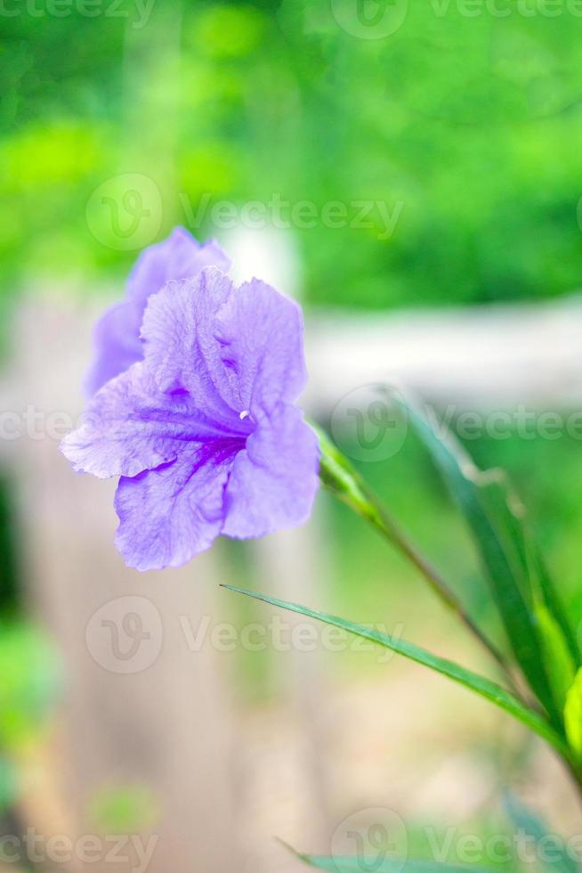 Purple Ruellia tuberosa flower beautiful blooming flower green leaf background. Spring growing purple flowers and nature comes alive photo