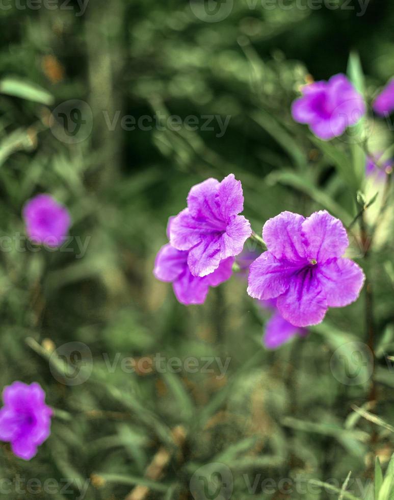 Purple Ruellia tuberosa flower beautiful blooming flower green leaf background. Spring growing purple flowers and nature comes alive photo