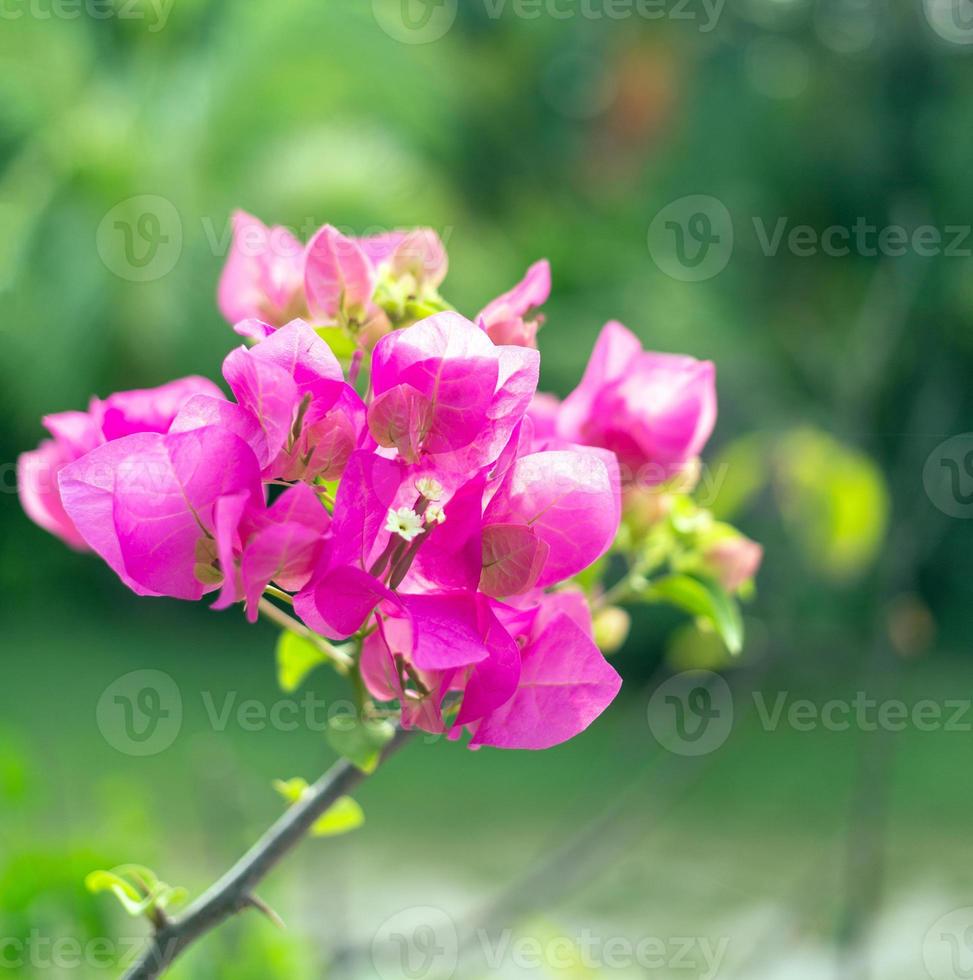 la flor rosa de la buganvilla es un hermoso fondo floreciente de hojas verdes. flores de buganvillas rosas que crecen en primavera y la naturaleza cobra vida foto