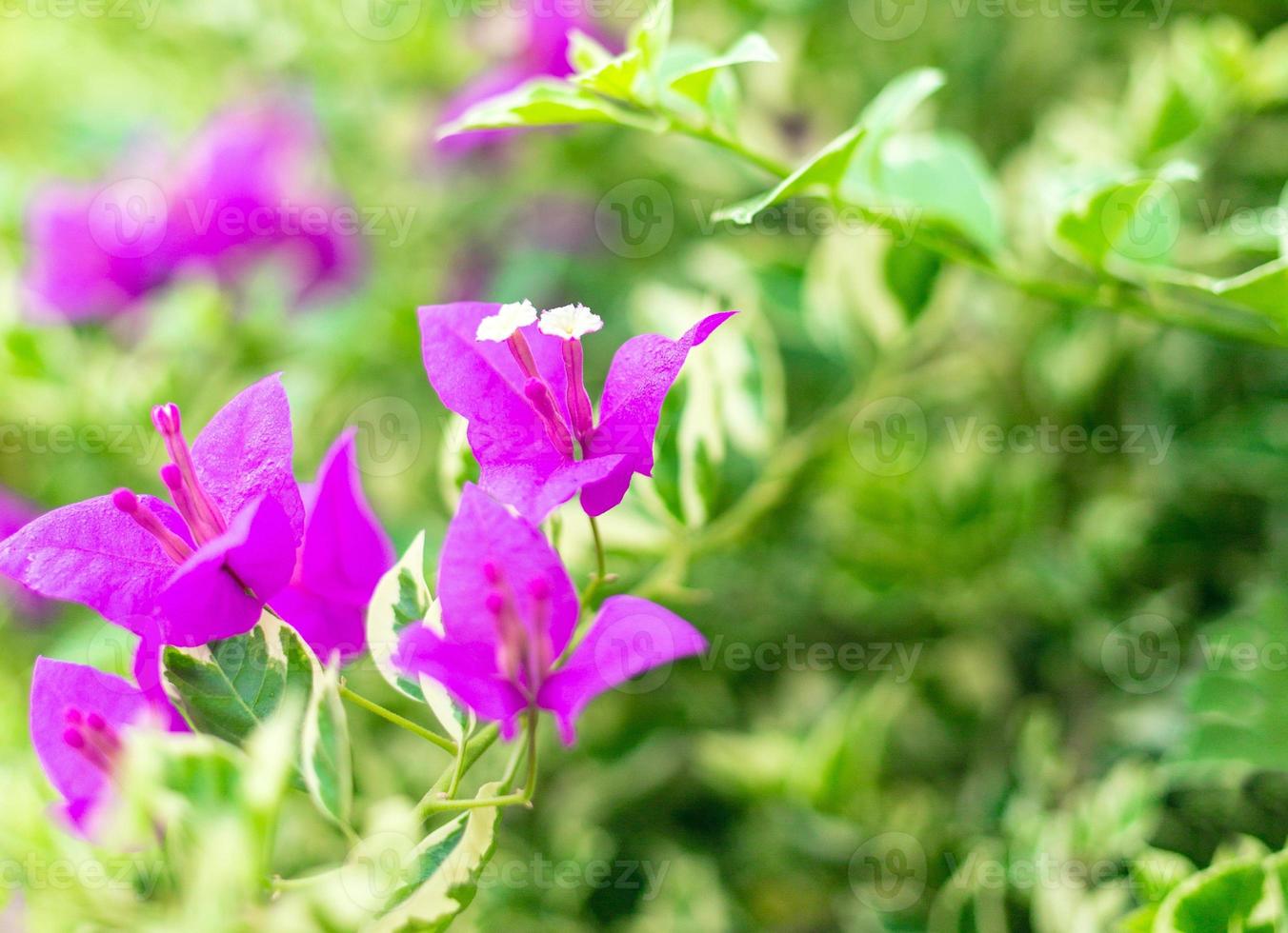 la flor de buganvilla morada es un hermoso fondo floreciente de hojas verdes. la primavera crece flores de buganvillas moradas y la naturaleza cobra vida foto