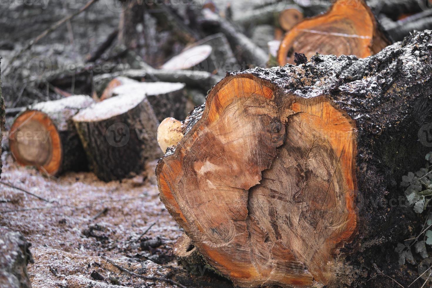 many cut trees in the forest for firewood photo