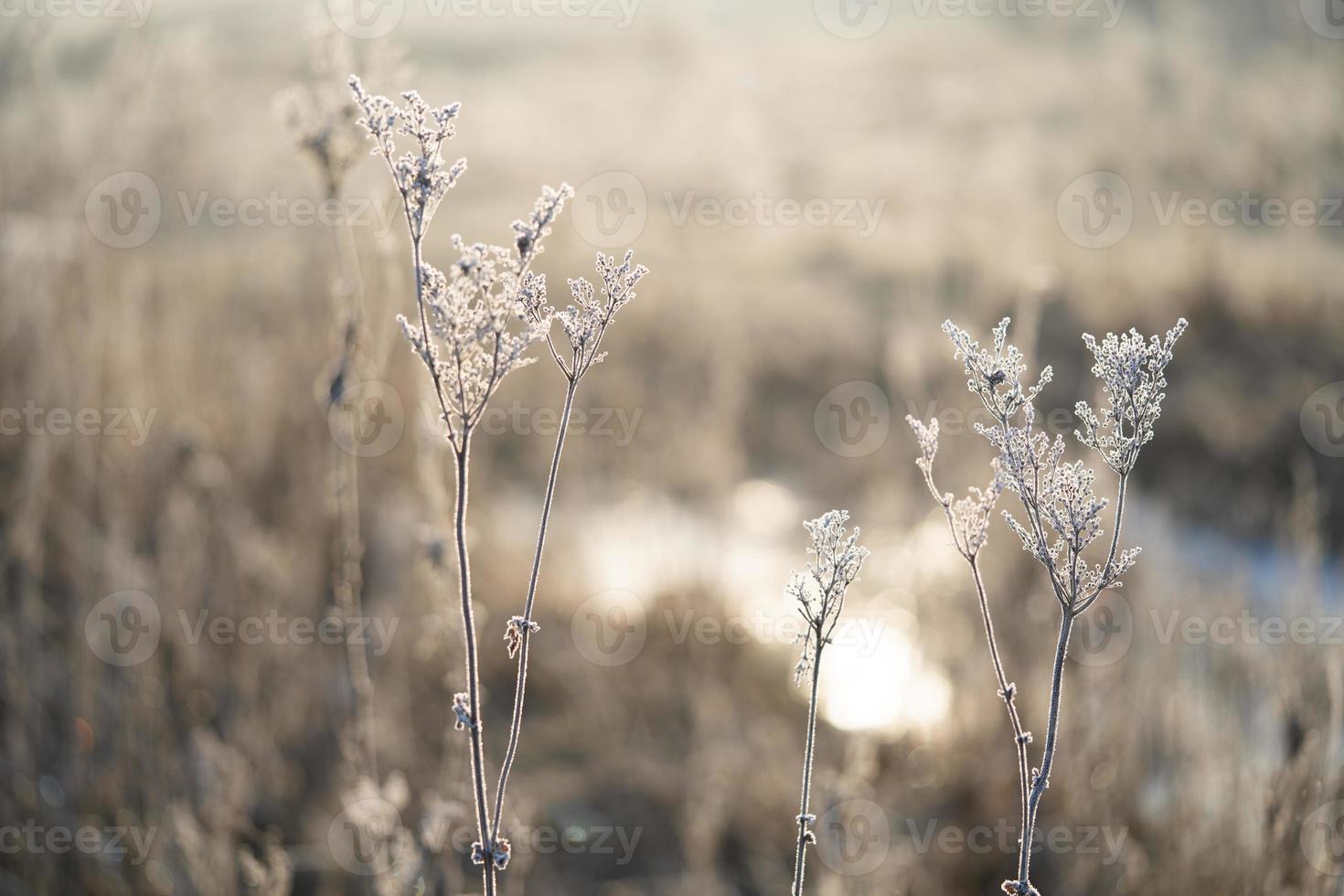 plants covered with frost on a frosty winter morning photo