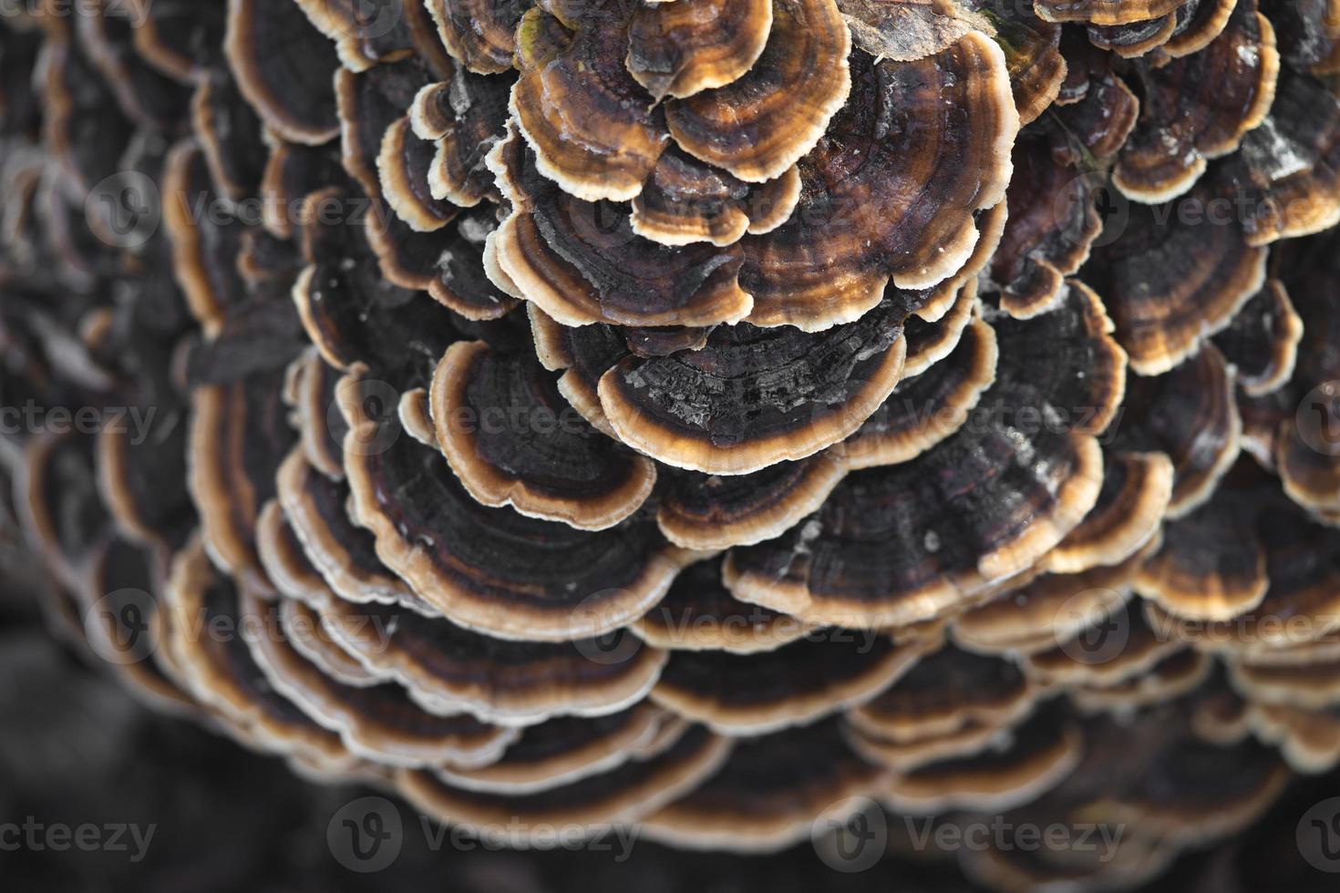 many mushroom parasites that grow on a tree or a stump Trametes versicolor photo