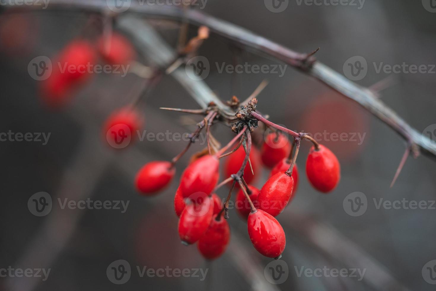 primer plano de una rama con bayas de agracejo rojo foto