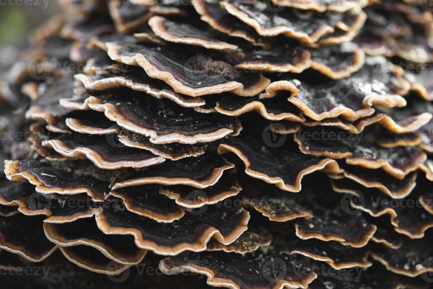 many mushroom parasites that grow on a tree or a stump Trametes versicolor photo