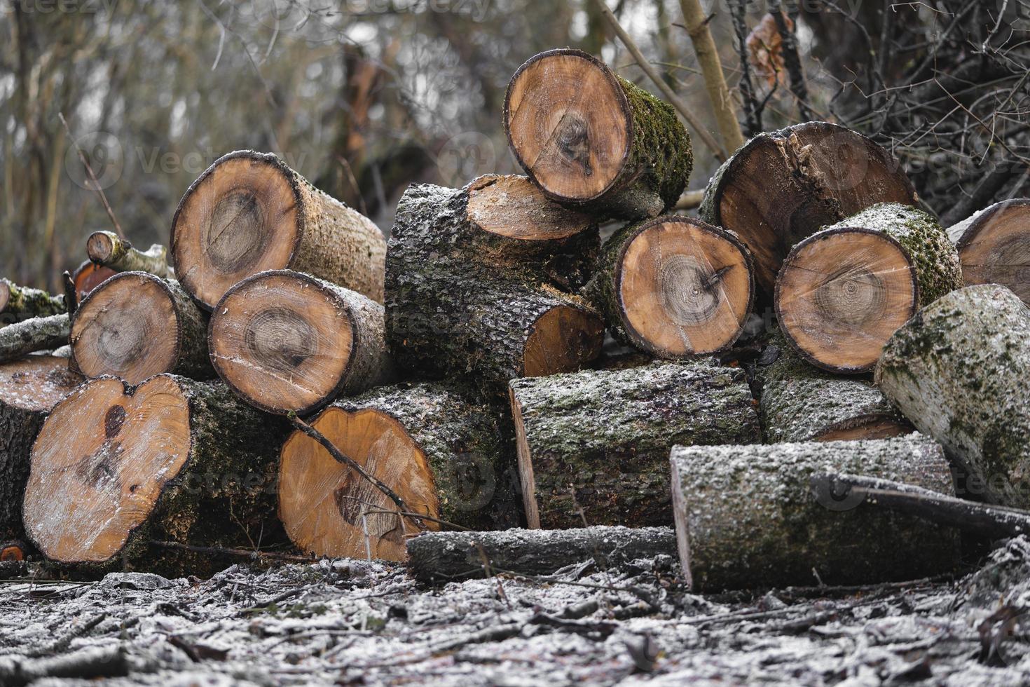 muchos árboles cortados en el bosque para leña foto