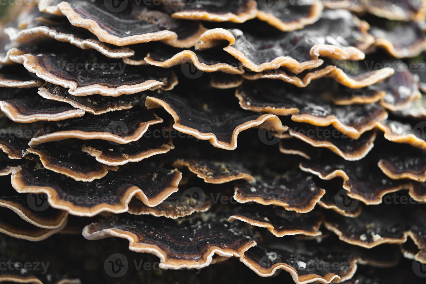 many mushroom parasites that grow on a tree or a stump Trametes versicolor photo