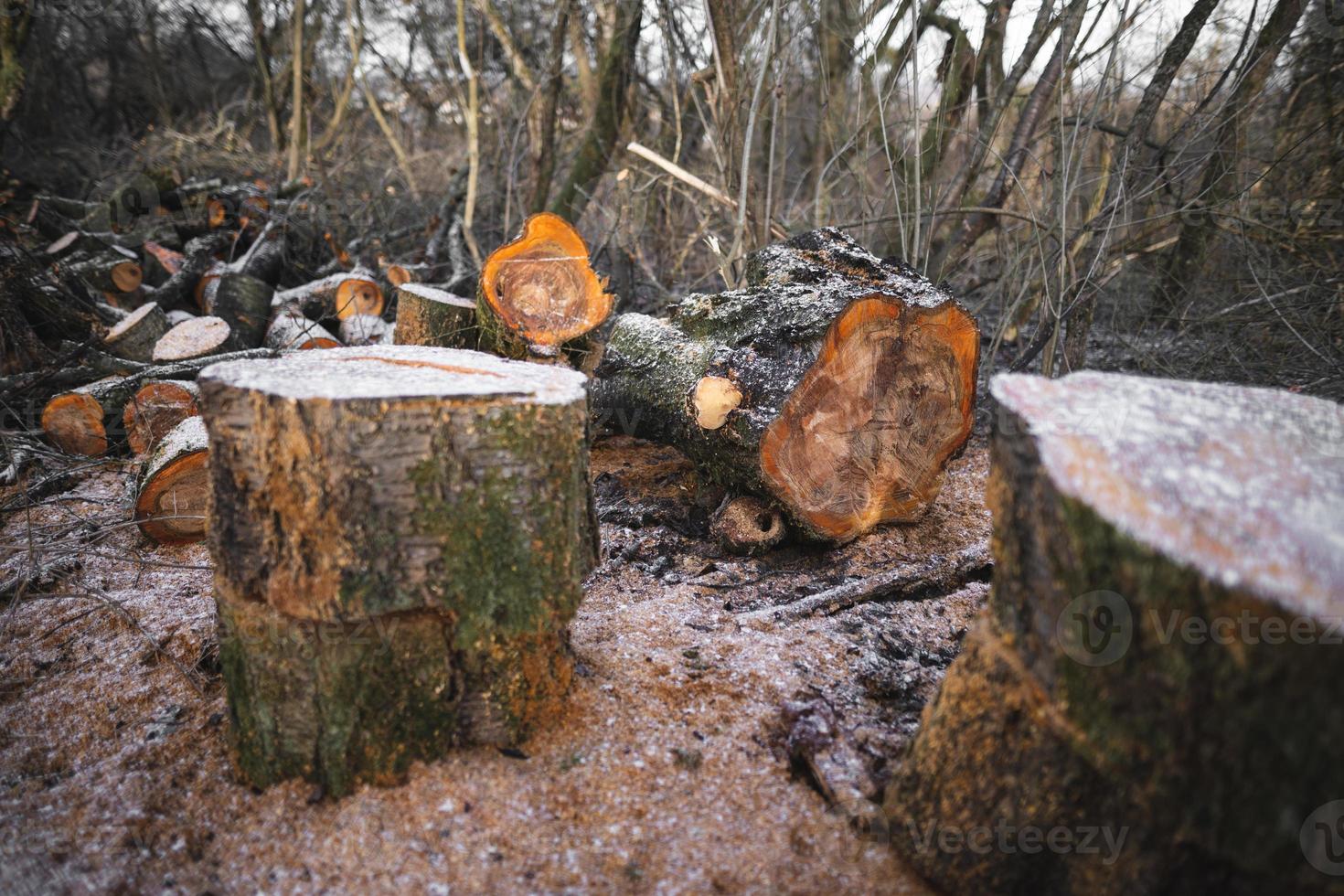 many cut trees in the forest for firewood photo