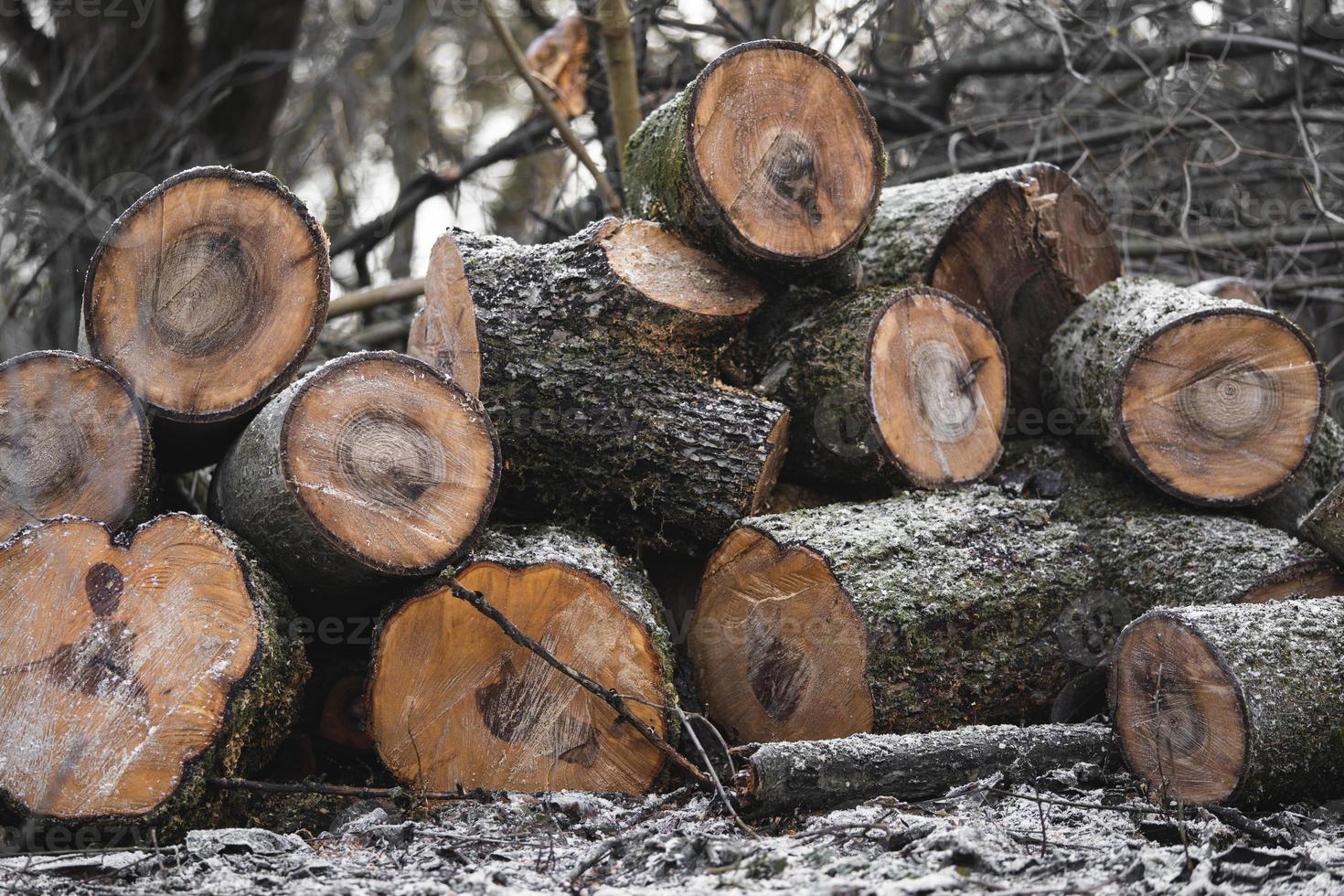 many cut trees in the forest for firewood 17727816 Stock Photo at Vecteezy