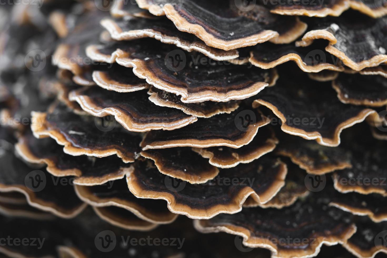 many mushroom parasites that grow on a tree or a stump Trametes versicolor photo