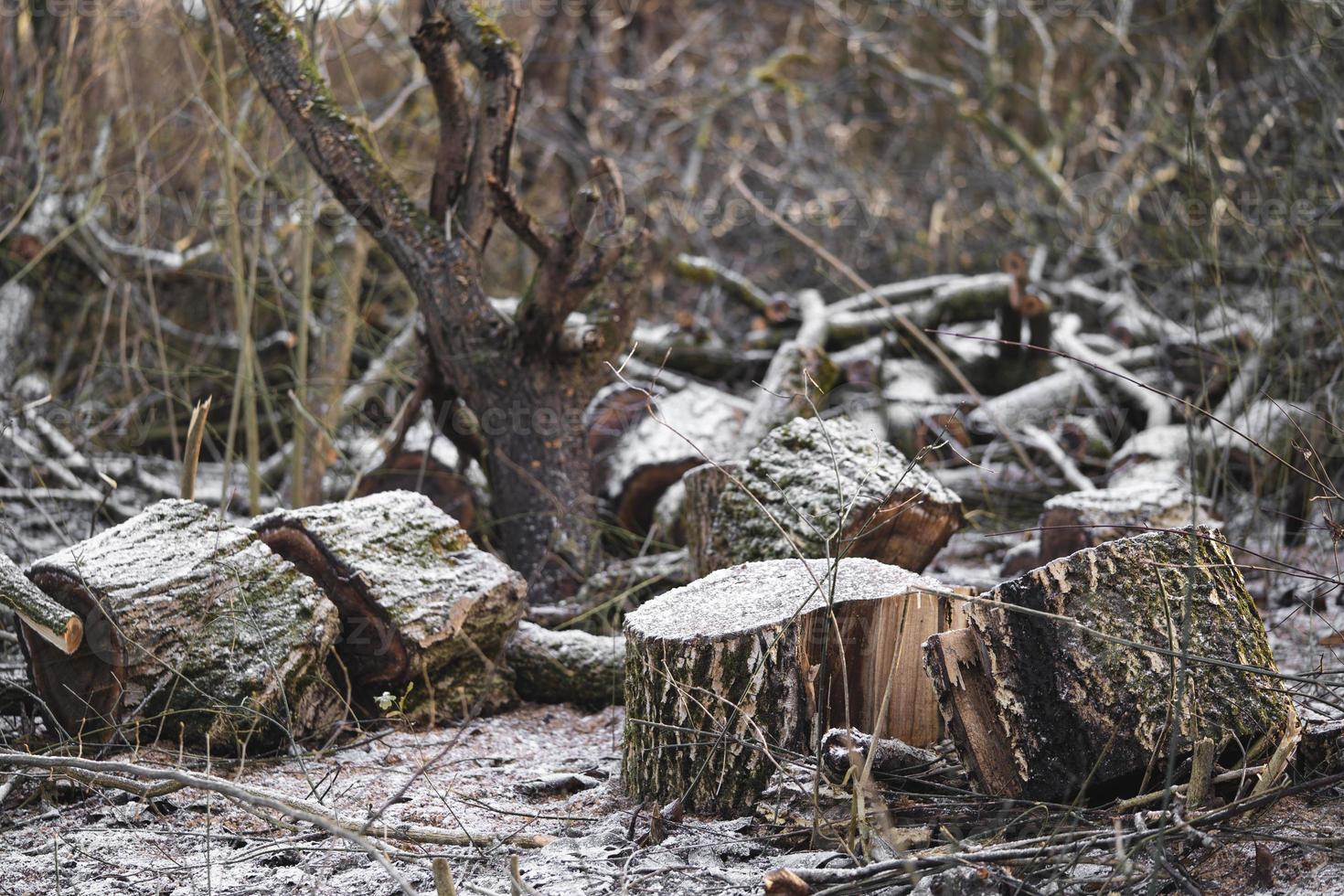 many cut trees in the forest for firewood photo