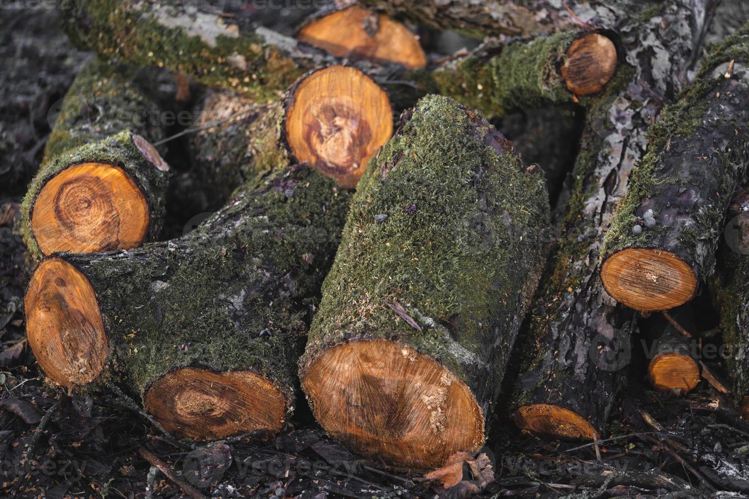 many cut trees in the forest for firewood photo