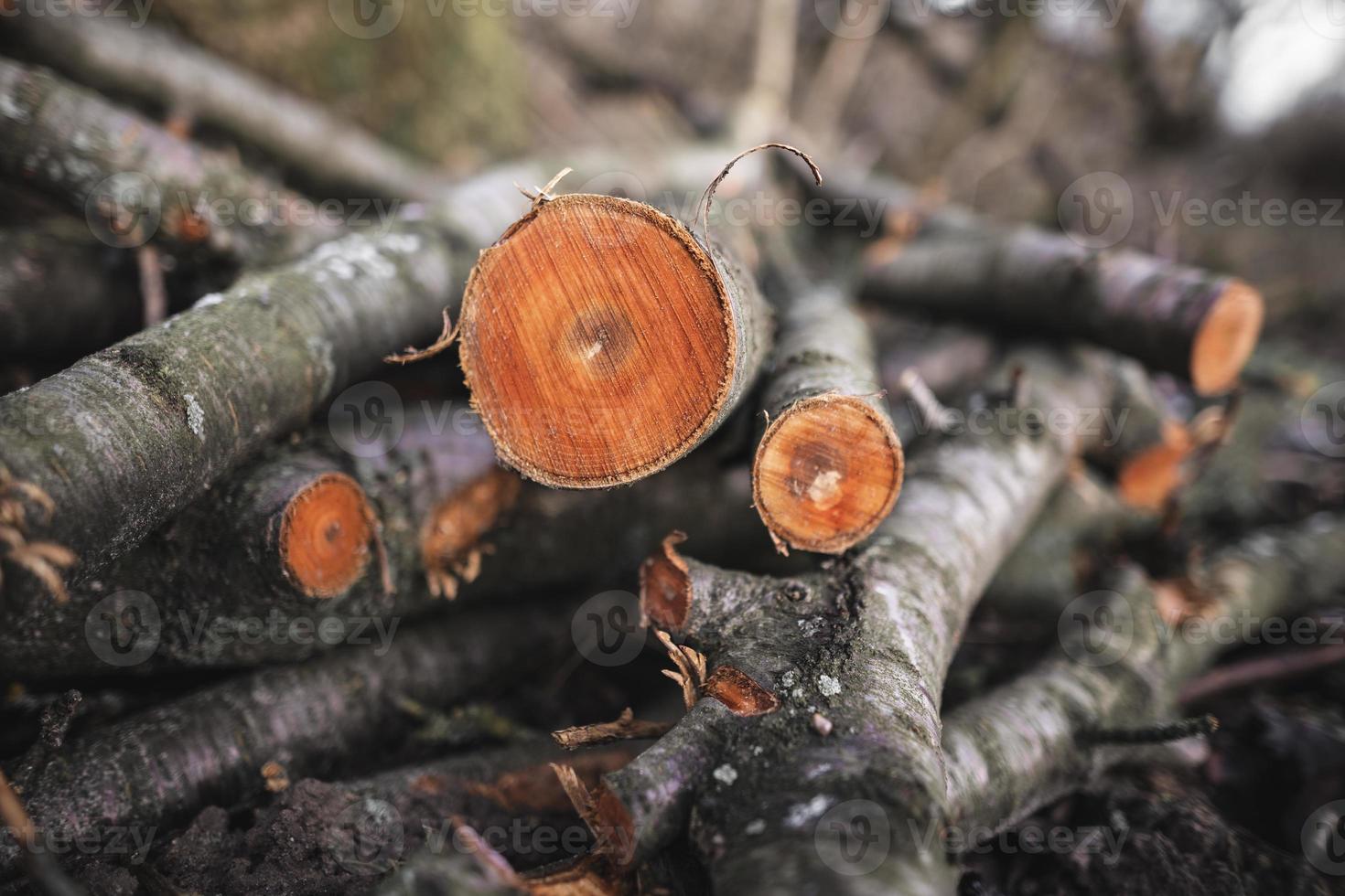 many cut trees in the forest for firewood photo