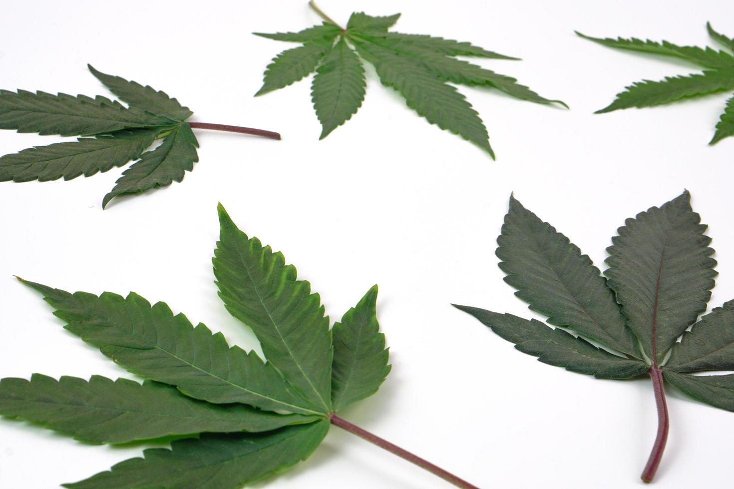 Fresh cannabis leaf or marijuana on white background. Nature, medicine concept and layout of a frame made of cannabis leafs. photo