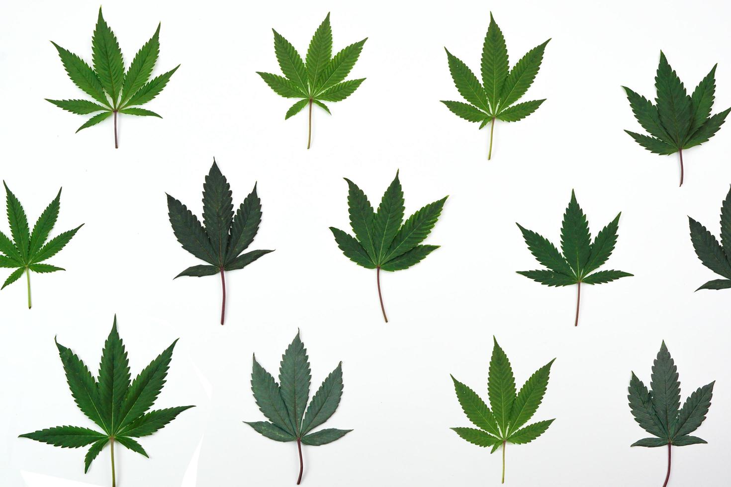 Fresh cannabis leaf or marijuana on white background. Nature, medicine concept and layout of a frame made of cannabis leafs. photo