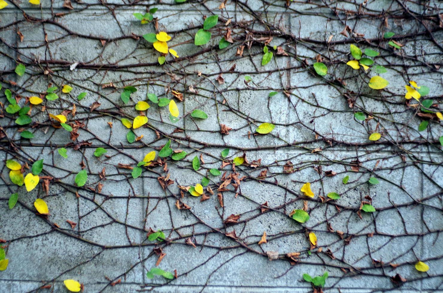 Climbing fig Creeping fig Creeping rubber plant beside the wallFicus pumila L. photo