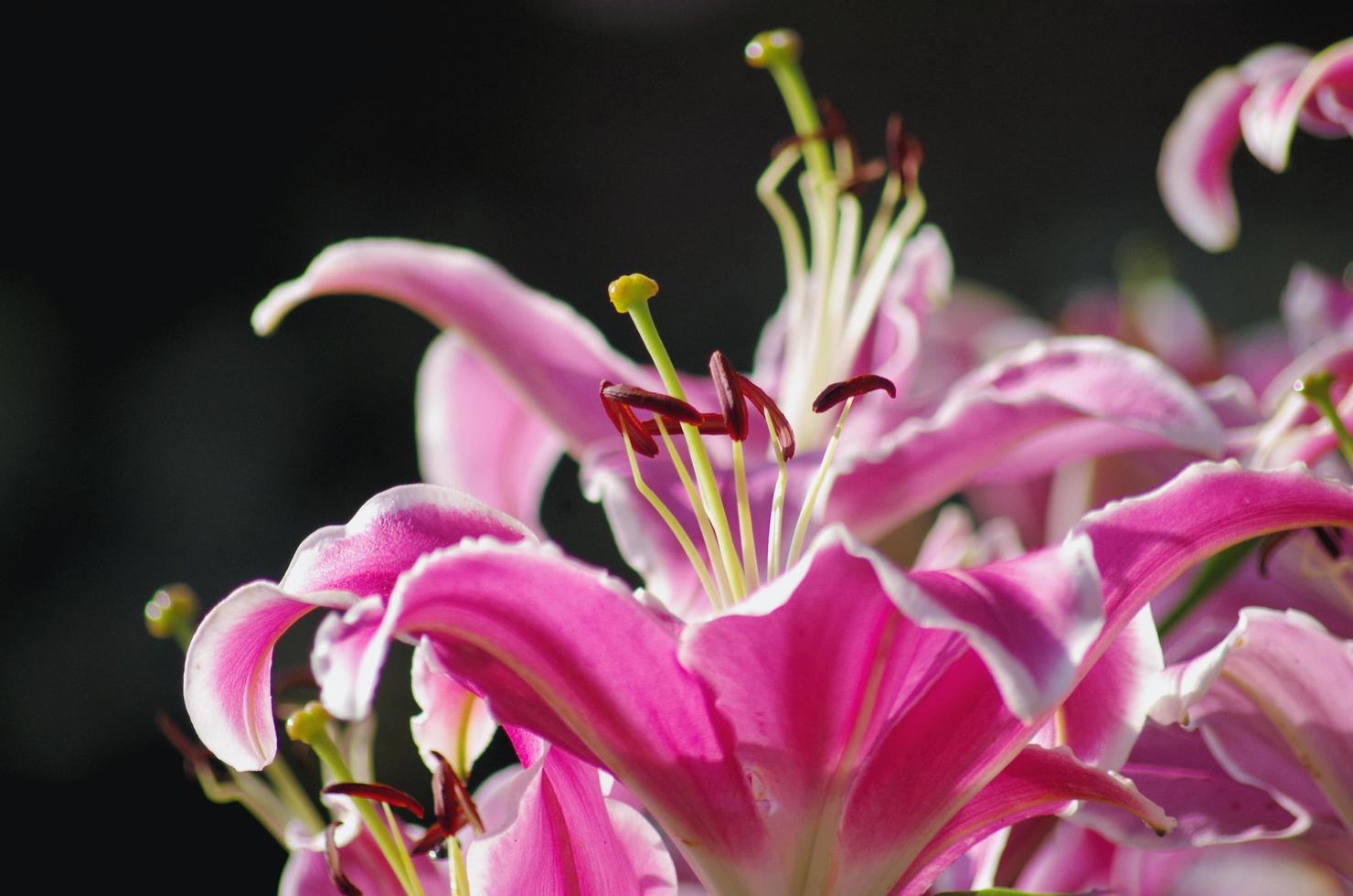 morning pink lily photo