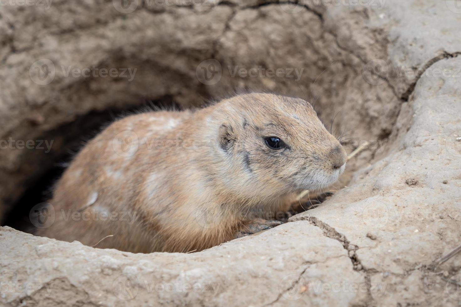 A prairie dog cynomys ludovicianus guard in alert at the opening to one of its tunnels photo