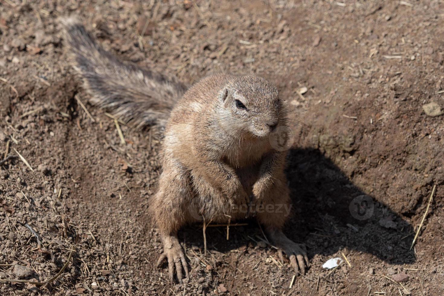 Cape Ground Squirrel Xerus inauris sitting in the sandy ground. photo