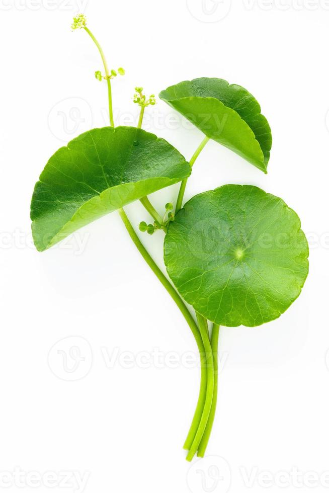 Close up centella asiatica leaves with rain drop isolated on white background top view. photo