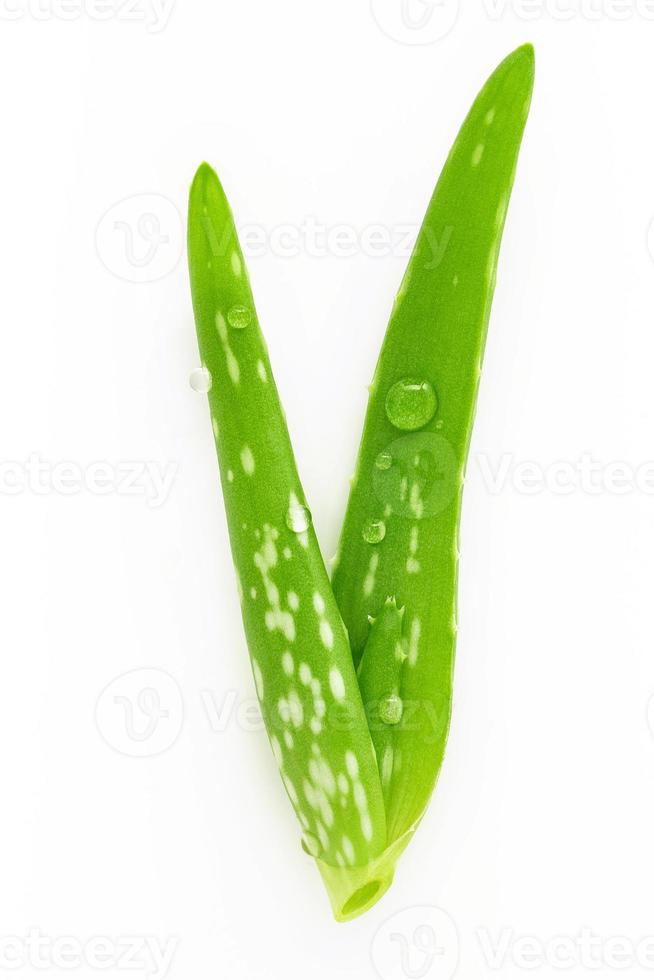 cierre el aloe vera con gotas de agua aisladas sobre fondo blanco. foto