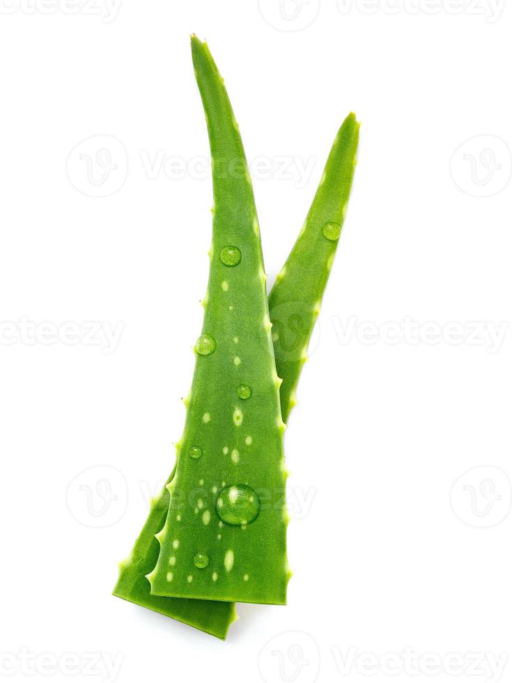 cierre el aloe vera con gotas de agua aisladas sobre fondo blanco. foto