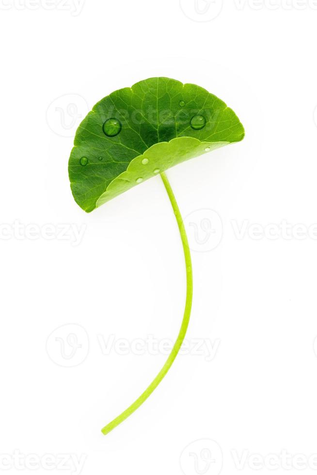 Close up centella asiatica leaves with rain drop isolated on white background top view. photo