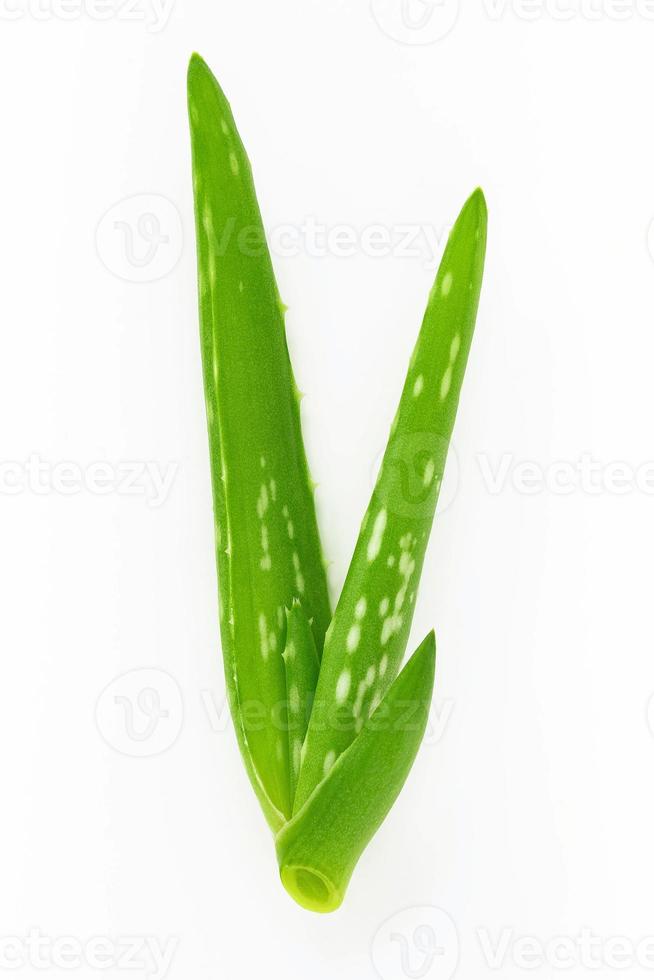 Close up aloe vera with water drops isolated on white background. photo