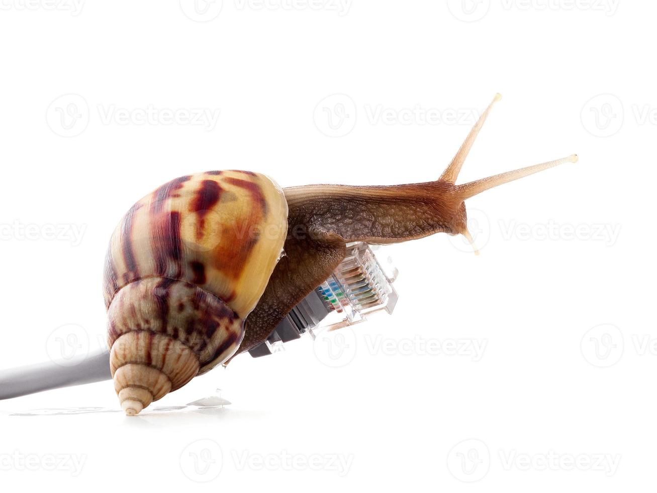 Caracol con foto simbólica del conector rj45 para una conexión lenta a internet. La conexión de banda ancha no está disponible en todas partes.