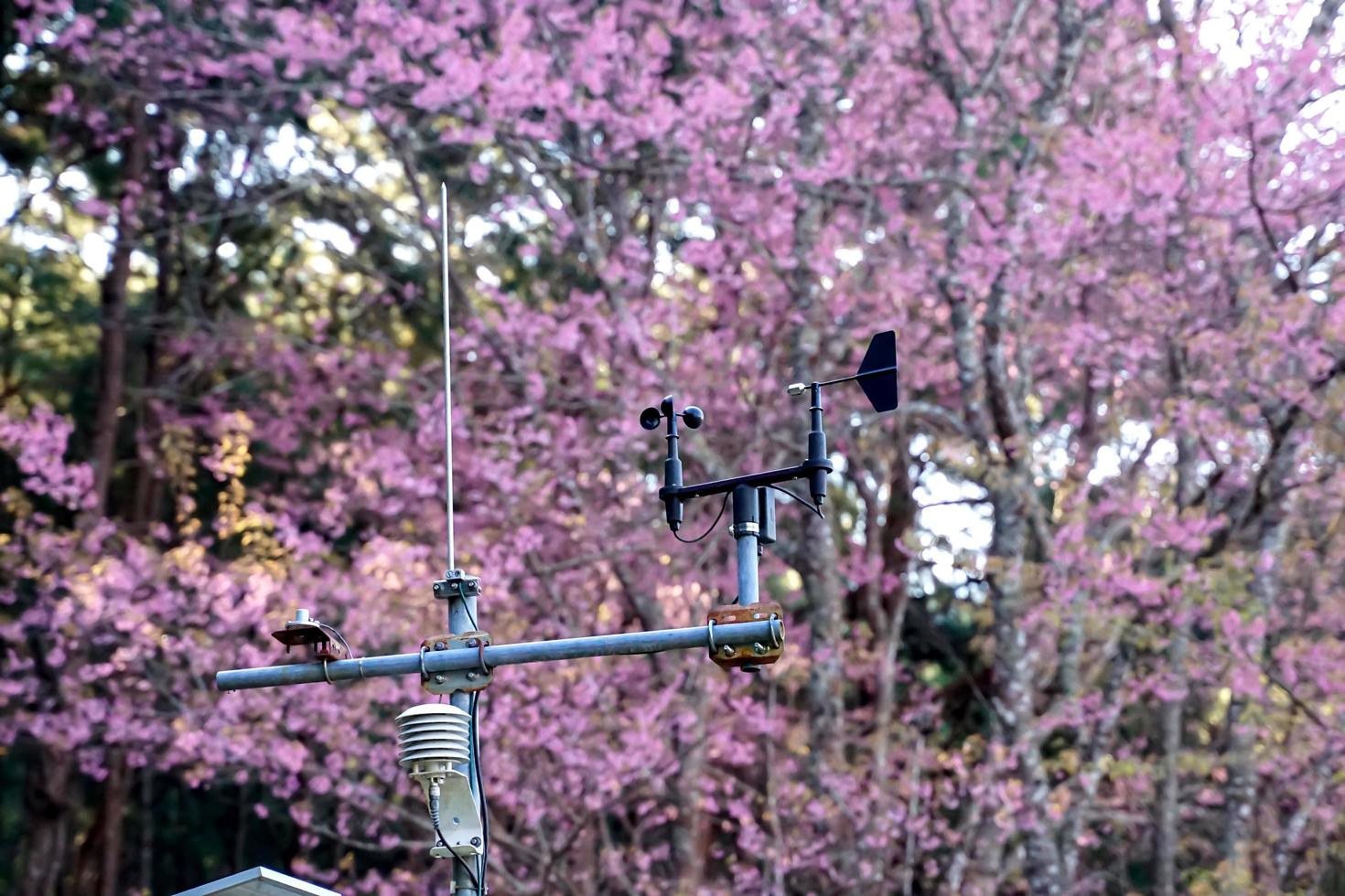 weather station to check the weather on the top of the mountain. The background is a Wild Himalayan Cherry Blossom tree. Soft and selective focus. photo