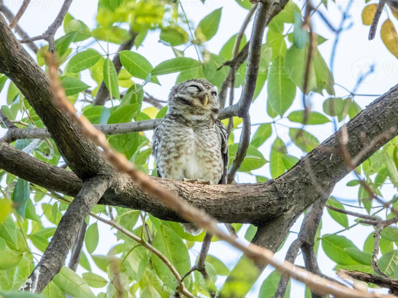 Spotted Owlet perched on tree photo