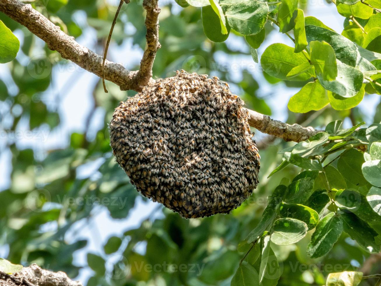 Bee workers holding together for beehive photo