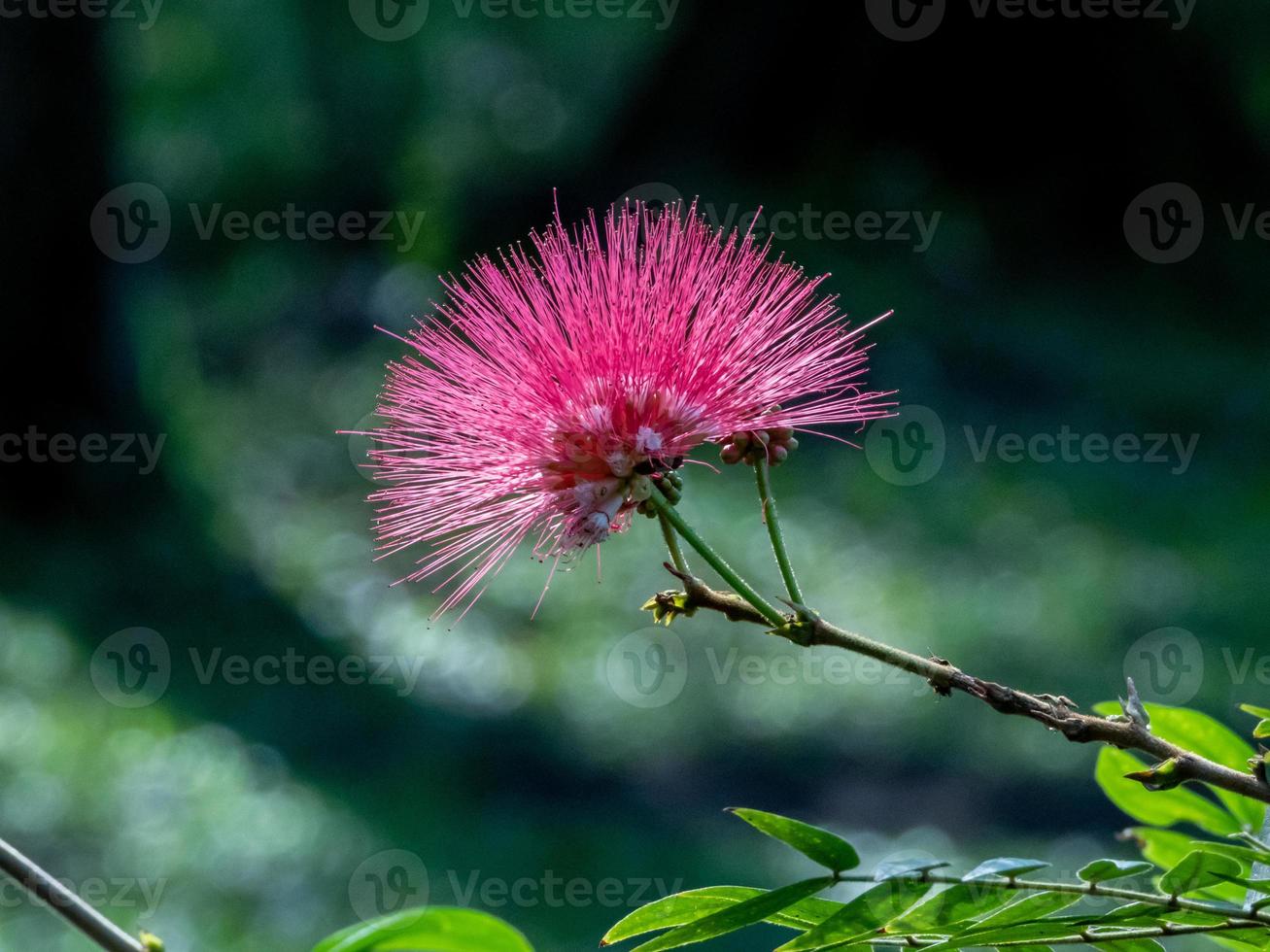 Pink red powderpuff , Red Head powderpuff blooming in the garden photo