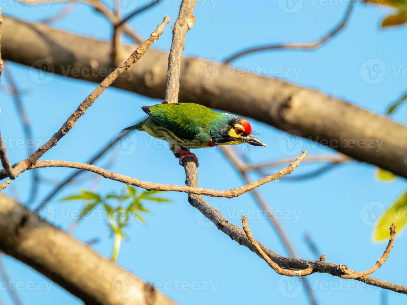 coppersmith barbet, crimson-breasted barbet, coppersmith perched on tree photo