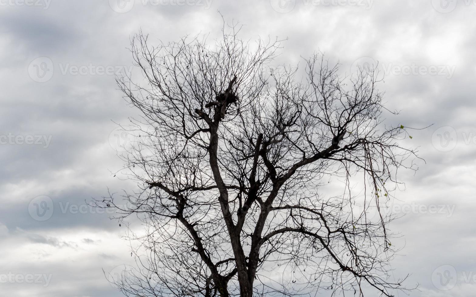 dry tree in the garden photo