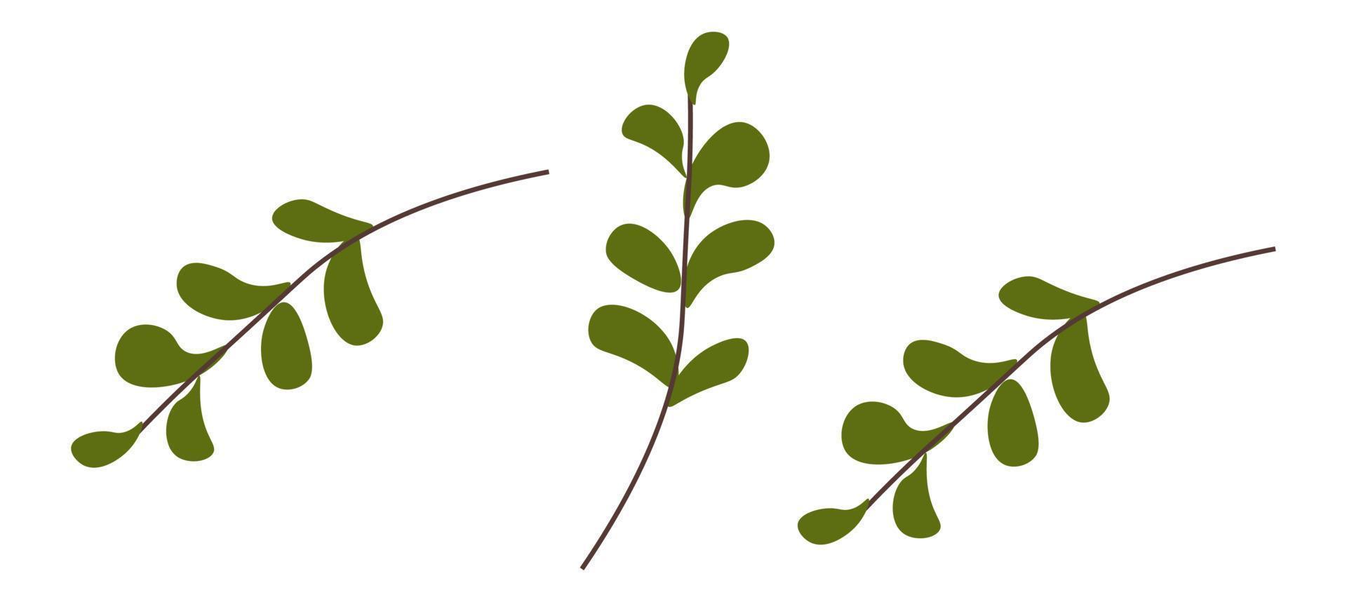 Herbs for cooking, greenery for seasoning food vector