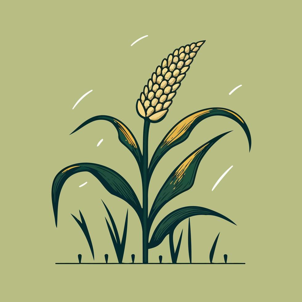 corn plant cultivation with ripe corn cobs vector