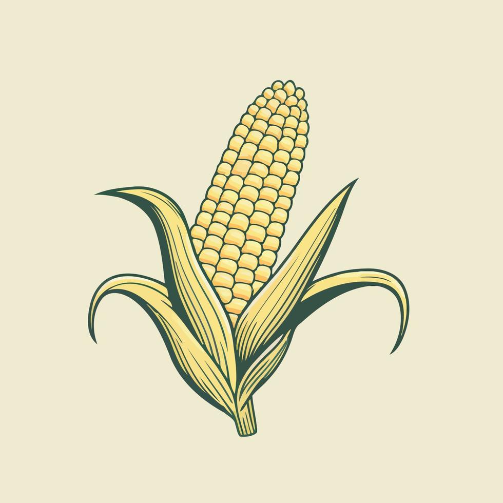 cultivo de plantas de maíz con mazorcas de maíz maduras vector