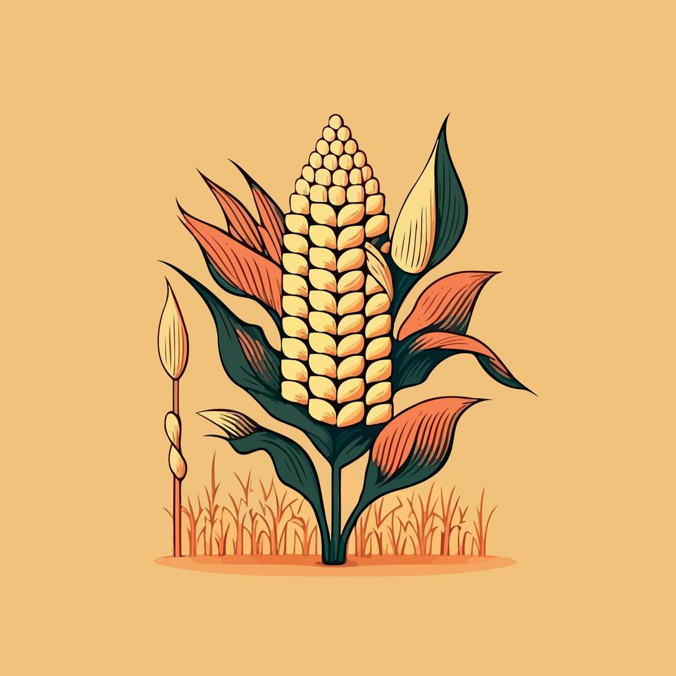 corn plant cultivation with ripe corn cobs vector