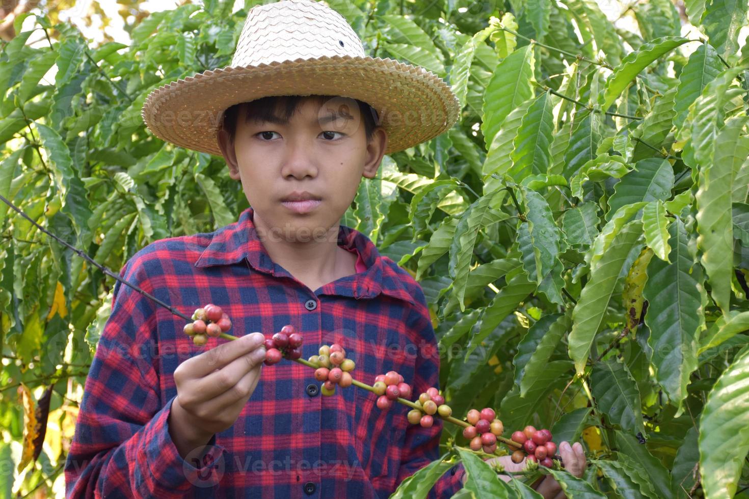 Portrait young asian boy holds bunch of coffee cherry fruit in the middle of coffee garden to study outside the classroom. photo