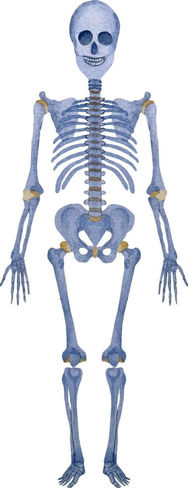 Watercolor full human blue skeleton illustration standing isolation on white vector