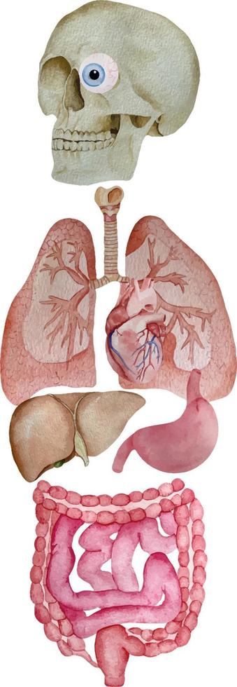 Watercolor human internal organs diagram and parts liver, heart, lung, stomach and esophagus. Anatomy of human body for medical poster vector