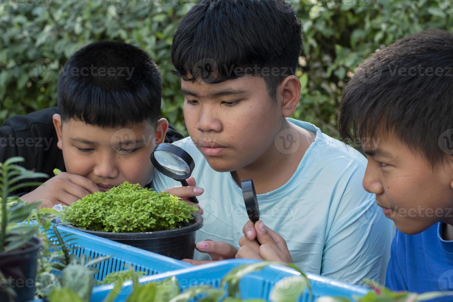 Group of young asian boy holds magnifying glass and potted plants and looking through the lens to study plant species and do project work, outdoor classroom learning concept, soft and selective focus. photo