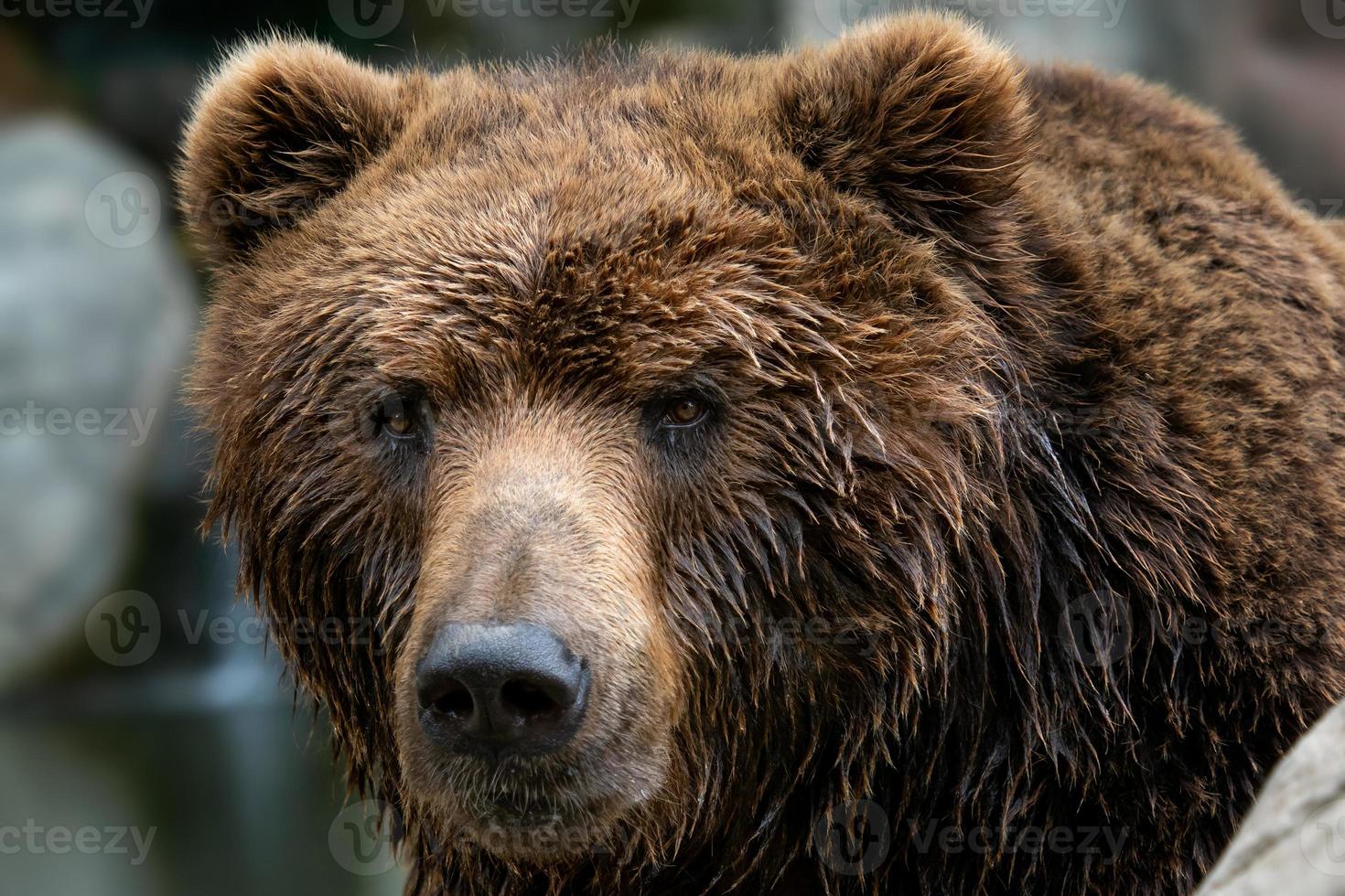 vista frontal del oso pardo. retrato del oso kamchatka ursus arctos beringianus foto