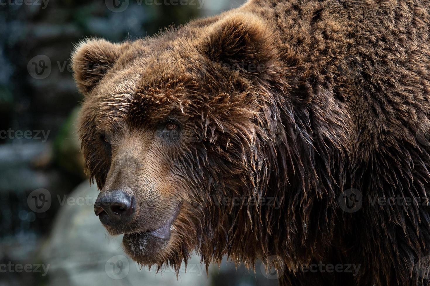 Front view of brown bear. Portrait of Kamchatka bear Ursus arctos beringianus photo