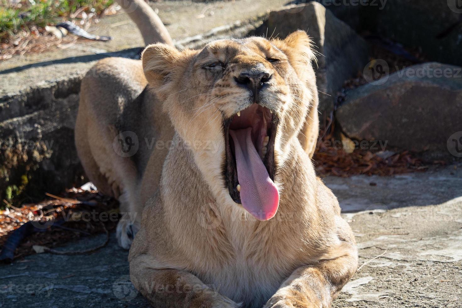 Asiatic lioness Panthera leo persica. A critically endangered species. photo