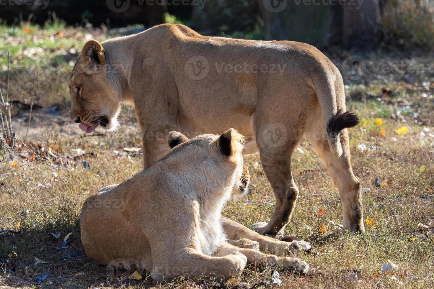 Asiatic lioness Panthera leo persica. A critically endangered species. photo